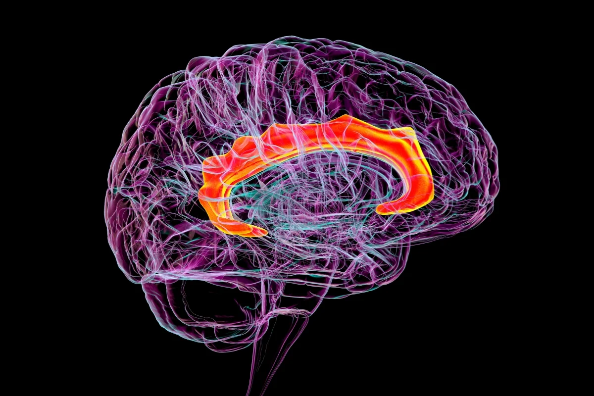 AI Can Predict Dementia Years Before You Have Any Symptoms